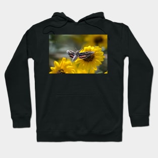 White-Lined Sphinx Moth Wings Spread Hoodie